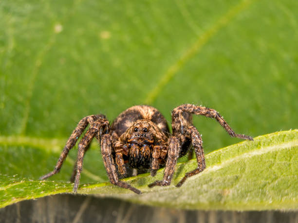 istock Portrait of a small spider 2150109300