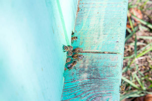 Frames of a beehive. Plenty of bees at the entrance of old beehive in apiary. Busy bees, close up view of the working bees on textured old plank.
