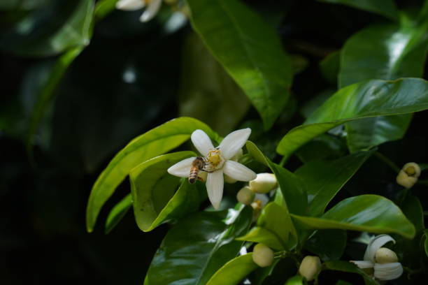 Flower of citrus sinensis, orange tree.