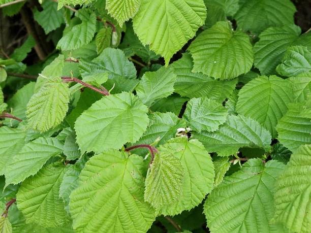 istock Spring scene. Lush foliage. Green colour. 2150111051