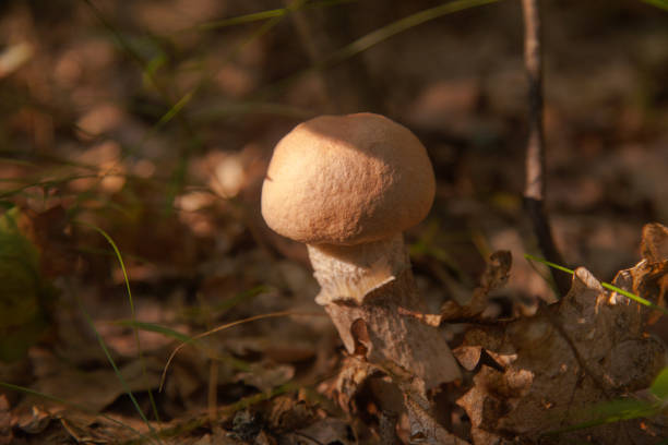 Close up view of edible forest mushroom brown cap boletus growing in the autumn forest among fallen leaves, grass and moss. Crop of forest edible mushrooms.