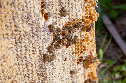 Frames of a beehive. Busy bees inside the hive with open and sealed cells for sweet honey. Bee honey collected in the beautiful yellow honeycomb.