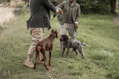 Two handsome mixed race well dressed men walking pure breed dogs in the dutch country side for mental health