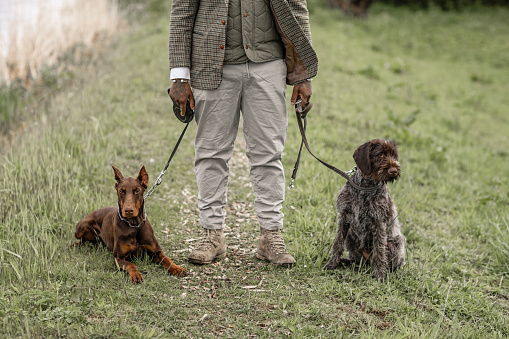 A well dressed gentleman walking pure breed dogs in the dutch country side for mental health