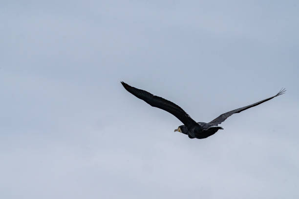 Cormorant flying over a lake in Gosforth Park Nature Reserve.