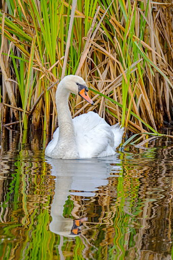 Mute Swan in front of a reed bed in Gosforth Park Nature Reserve.