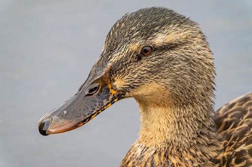 Juvenile Gadwall female duck in close up at Gosforth Park Nature Reserve.