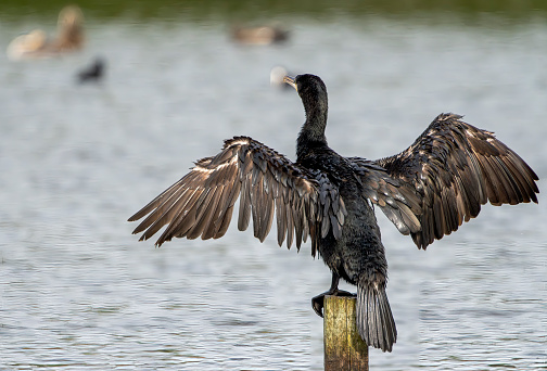 Cormorant perched on a stake in a lake.