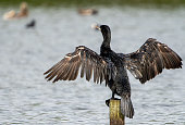 Cormorant perched on a stake in a lake
