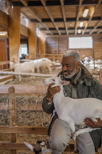 istock A handsome black man goat farmer gentleman at work on his small business 2150111908