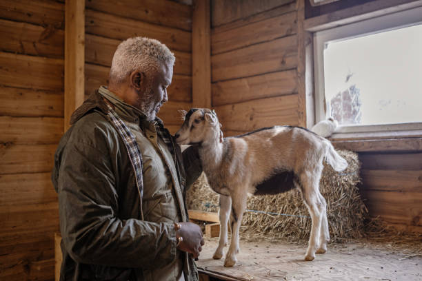 A handsome black man goat farmer gentleman at work on his small business