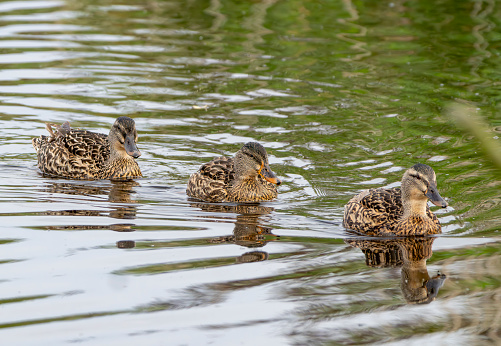 Three Juvenile Gadwall female ducks at Gosforth Park Nature Reserve.