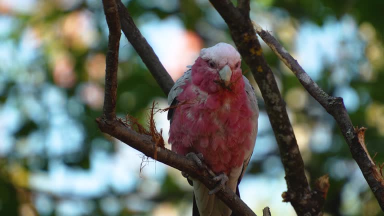 Close up of a pink cockatoo resting