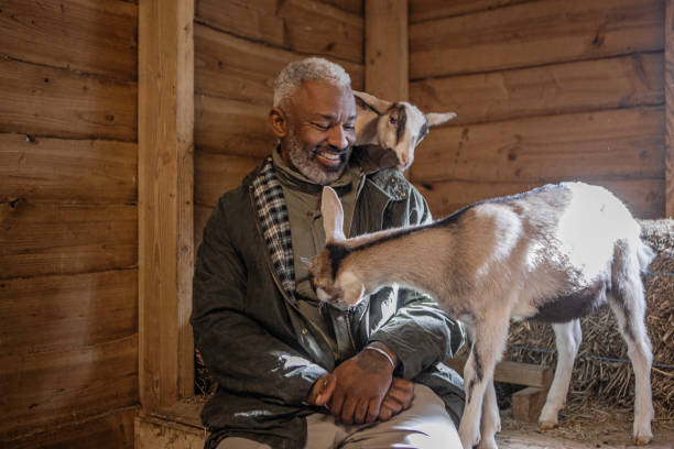 istock A handsome black man goat farmer gentleman at work on his small business 2150112021