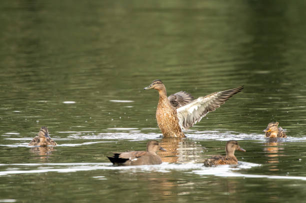 Juvenile Gadwall duck in close up at Gosforth Park Nature Reserve.