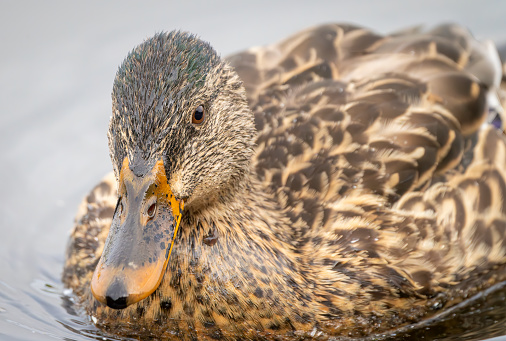 Juvenile Gadwall female duck in close up at Gosforth Park Nature Reserve.