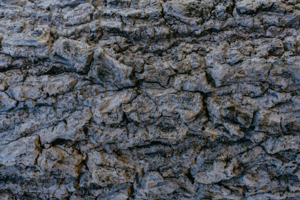 Wallpaper texture of tree bark.
