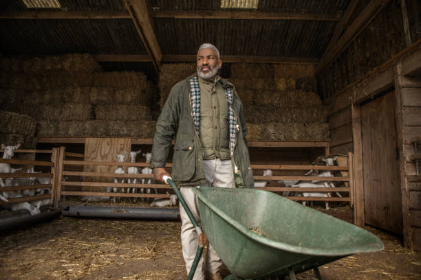 istock A handsome black man goat farmer gentleman at work on his small business 2150112532