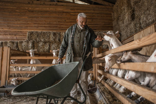 istock A handsome black man goat farmer gentleman at work on his small business 2150113145
