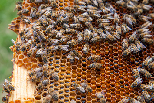 Frames of a beehive. Busy bees inside the hive with open and sealed cells for sweet honey. Bee honey collected in the beautiful yellow honeycomb.