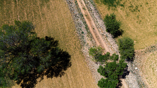 Dirt road with trees in the field.Aerial shot with drone.Bird's eye view.