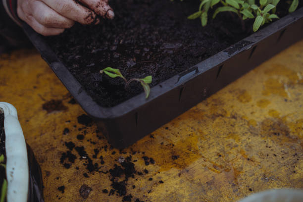 istock Gardener planting seedlings in a black plastic tray at home 2150114614