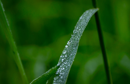 Rain droplets on a reed leaf