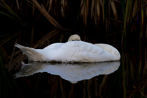 Mute Swan in front of a reed bed in Gosforth Park Nature Reserve.  Sleeping with its head under its wing.