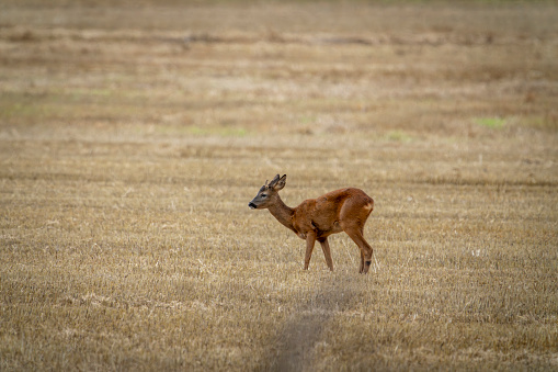 Roe Deer stag in a wheat field near Gosforth Park Nature Reserve.