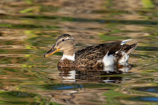 Cross breed juvenile duck in Gosforth Park Nature Reserve.