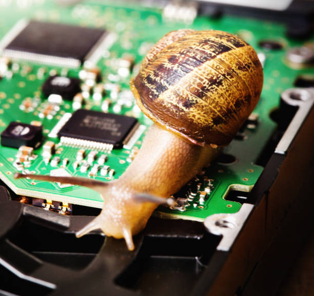 Free picture: garden, snail, head