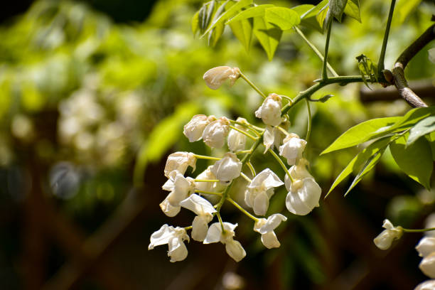 White Wisteria flower