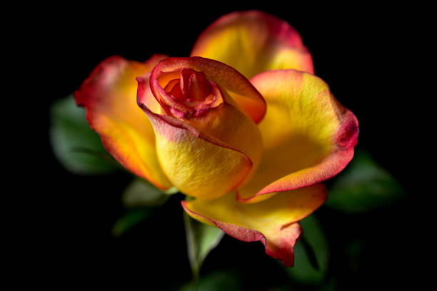 istock A pink and yellow colored rose 2150119221