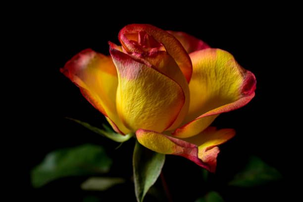 istock A pink and yellow colored rose 2150119233
