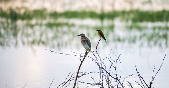 Indian pond heron and blue-tailed bee-eater perch near each other, photographed against a lagoons waterbody in the morning Bundaa national park.