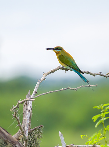 Beautiful blue-tailed bee-eater perches against the naturally pleasing background in Bundala National Park. Bee-eater eating a small bee.