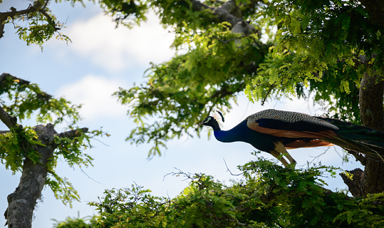 Wild blue peacock on a tree, beautiful habitat shot in Yala national park.