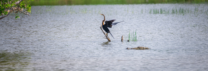 Oriental darter Drying out wings on a stick on the waters, and the danger lurking around corner, marsh crocodile swims closely to the darter at Bundala national park.