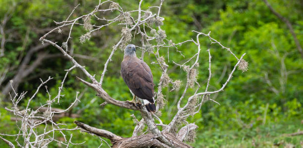 istock Grey-headed fish eagle turned its head back, perch on a fallen dead tree near the water stream at Yala national park. 2150120497