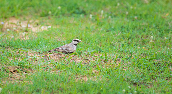 Ashy-crowned sparrow-lark on the grass field searching for food at Yala national park, Sri Lanka.