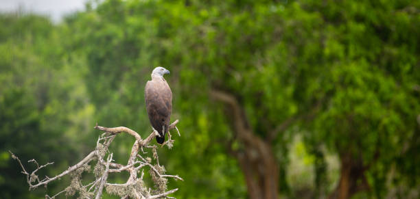 istock Grey-headed fish eagle turns its head and looks to the right, perched on a fallen dead tree near the water stream at Yala national park. lush green foliage in the background. 2150120521
