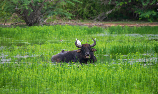 Wild water buffalo cooling off in a water puddle after the heavy rain at Yala national park, buffalo and his buddy white heron photograph.