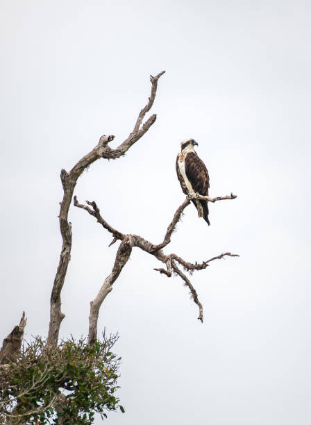 istock Osprey perch on a dead tree branch high above the water stream, Osprey bird isolated against the gloomy grey sky. 2150120558
