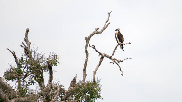 istock Osprey perch on a dead tree branch high above the water stream, Osprey bird isolated against the gloomy grey sky. 2150120613