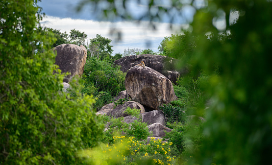 Beautiful landscape photo, leopard on the rock, surrounded with lush foliage in Yala national park, Sri Lanka.