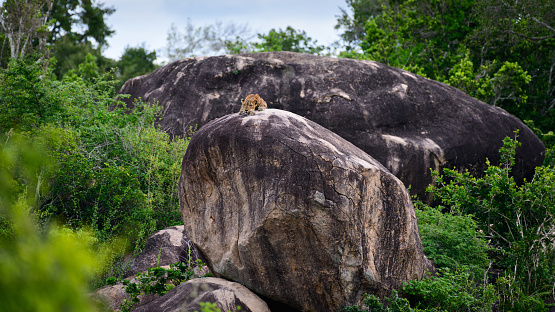 Sri Lankan leopard resting on a rock in the distance, beautiful landscape scenery at Yala national park, Sri Lanka.
