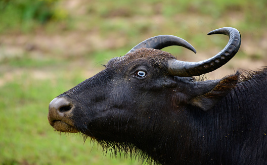 Blind infected eye of a wild water buffalo in Yala national park, close-up headshot photo.