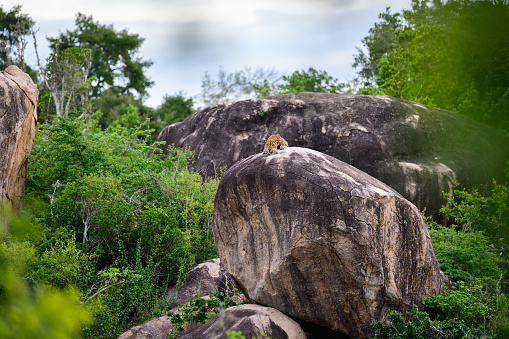 Sri Lankan leopard resting on a rock in the distance, beautiful landscape scenery at Yala national park, Sri Lanka.