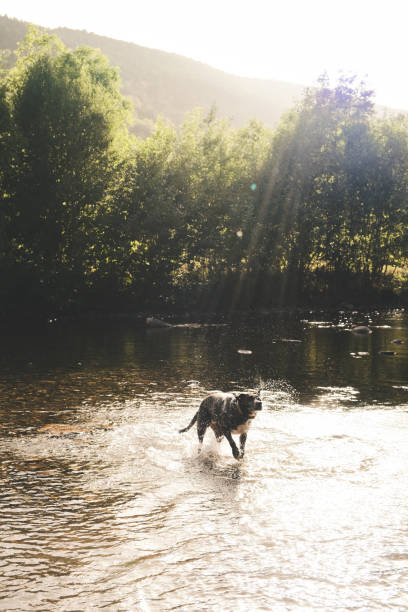 Dog in the middle of a river splashing water, golden hour