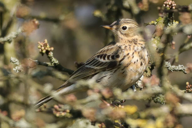 istock Pipit farlouse (Anthus pratensis) 2150121050